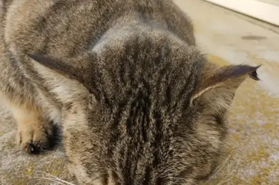 Chat trouvé Fille (ff492864) - photo