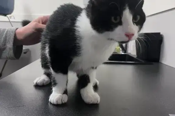 Chat trouvé Garçon, Espelette (ff492869) - photo
