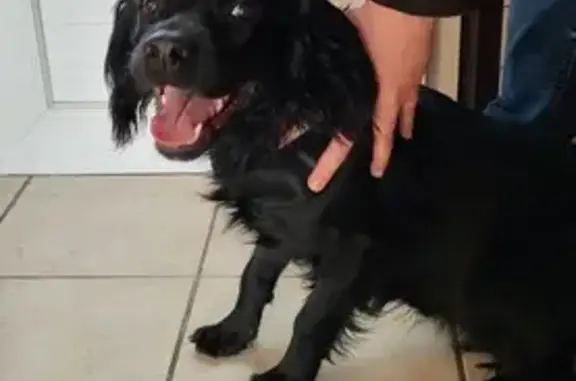 Chien trouvé Garçon, Eyguières (ff492871) - photo