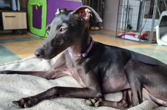 Chien perdu Le Thor, photo : Chien disparu Fille, Le Thor (fl492880)
