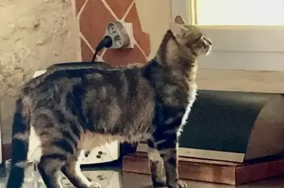 Chat perdu, Préchac, photo: Chat disparu Garçon, Préchac (fl492884)