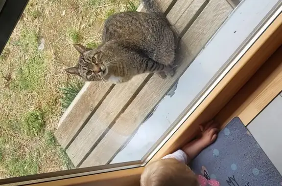 Chat perdu, Rezé, photo: Chat disparu Fille, Rezé (fl492888)