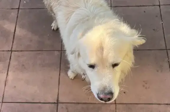 Chien trouvé Garçon, Colomiers (ff492905) - photo