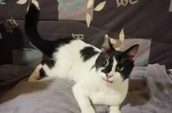 Chat trouvé, Langogne (ff492906) - photo