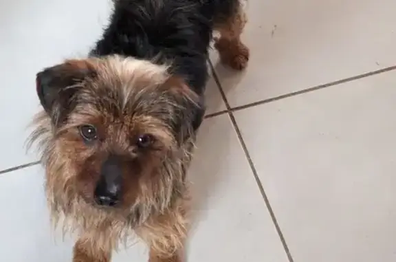 Chien trouvé Garçon (ff492908) - photo