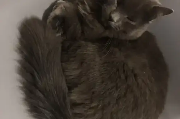 Chat trouvé Garçon, Rennes (ff492909) - photo