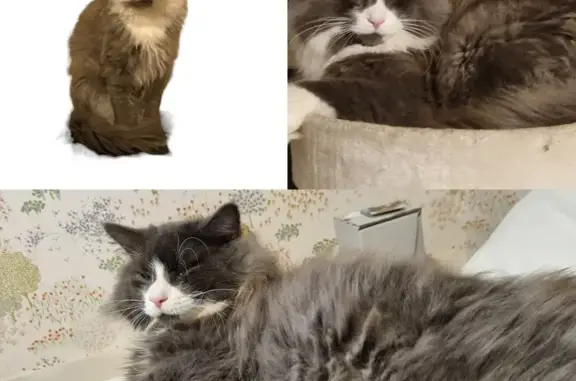 Animaux perdus Vinneuf, photo: Chat disparu Garçon, Vinneuf (fl492913)