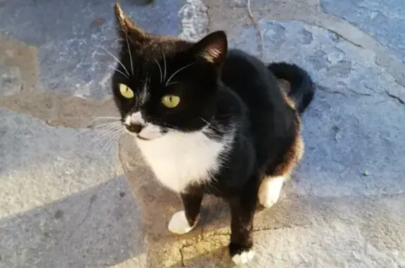 Chat perdu, , photo: Chat disparu Garçon (fl492915)