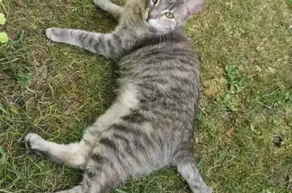 Chat perdu, Malakoff, photo: Chat disparu Fille, Malakoff (fl492912)