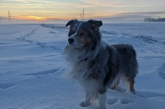 Chien perdu Anstaing, photo : Chien disparu Garçon, Anstaing (fl492925)