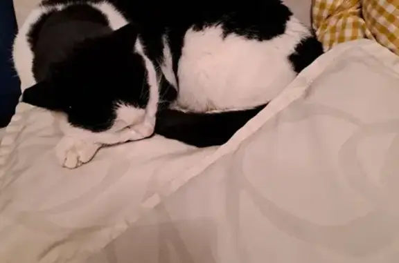 Chat trouvé, Saint-Jean-les-Deux-Jumeaux (ff492926) - photo