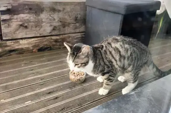 Chat trouvé, Montigny-en-Gohelle (ff492928) - photo