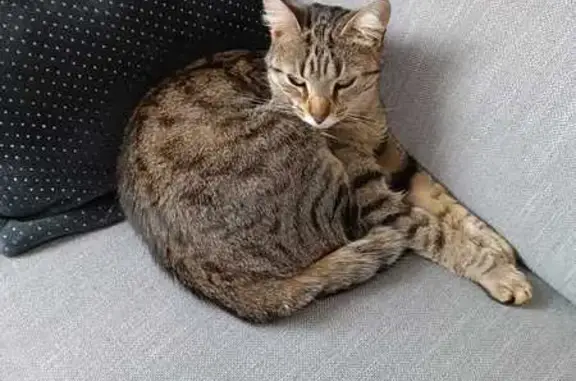 Animaux perdus Saint-Martin-du-Tertre, photo: Chat disparu Fille, Saint-Martin-du-Tertre (fl492929)