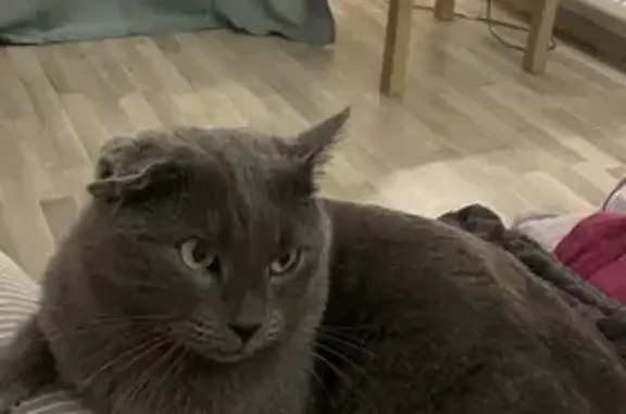 Chat perdu, , photo: Chat disparu Garçon (fl492930)