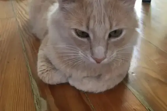 Animaux perdus Toulouse, photo: Chat disparu Garçon, Toulouse (fl492932)
