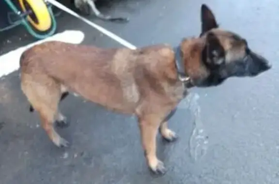 Chien trouvé Garçon (ff492936) - photo