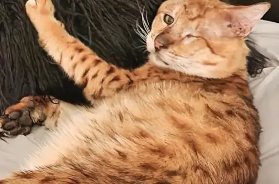 Chat perdu, Meximieux, photo: Chat disparu Garçon, Meximieux (fl492940)
