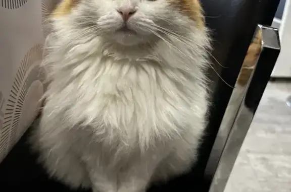 Chat perdu, Pont-du-Château, photo: Chat disparu Fille, Pont-du-Château (fl492942)