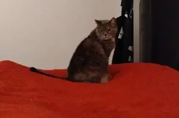Animaux perdus Reims, photo: Chat disparu Fille, Reims (fl492944)