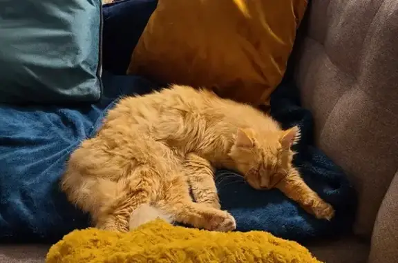 Animaux perdus , photo: Chat disparu Garçon (fl492943)