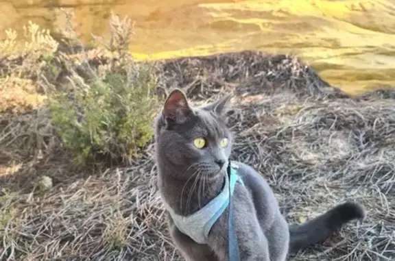 Chat perdu, Avignon, photo: Chat disparu Garçon, Avignon (fl492946)