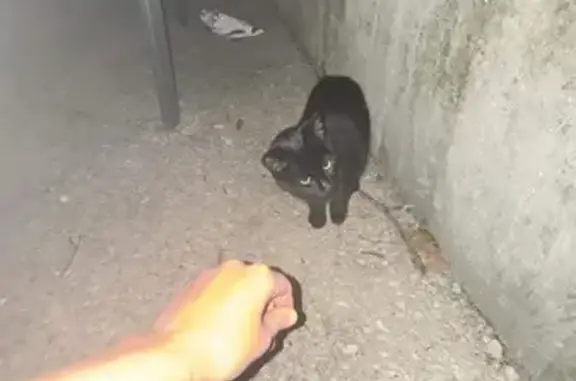 Chat trouvé Garçon, Marseille Bompard (ff492951) - photo