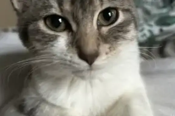 Animaux perdus Castres, photo: Chat disparu Fille, Castres (fl492952)