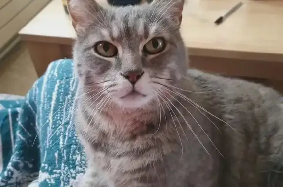 Chat perdu, Épinal, photo: Chat disparu Garçon, Épinal (fl492953)