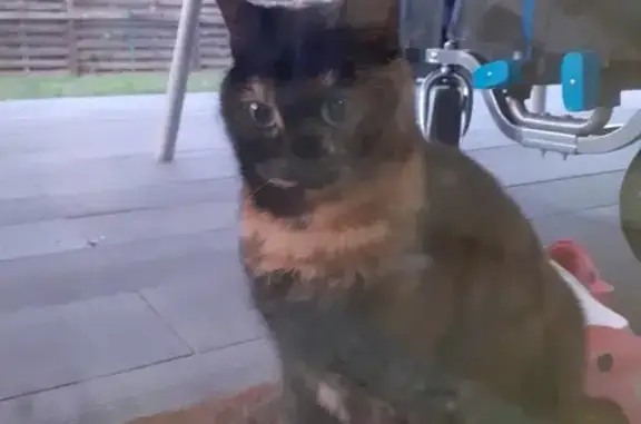 Chat trouvé Fille, Castelculier (ff492954) - photo