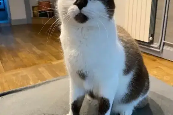Animaux perdus Jarville-la-Malgrange, photo: Chat disparu Garçon, Jarville-la-Malgrange (fl492955)