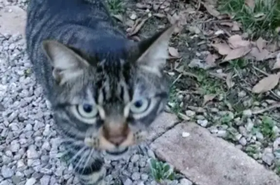 Chat trouvé, Blagnac (ff492956) - photo