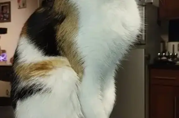 Chat trouvé Fille, Saint-Quentin (ff492957) - photo