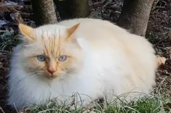 Chat perdu, , photo: Chat disparu Garçon (fl492959)