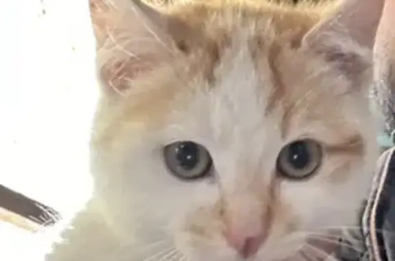 Chat trouvé, Ingré (ff492961) - photo