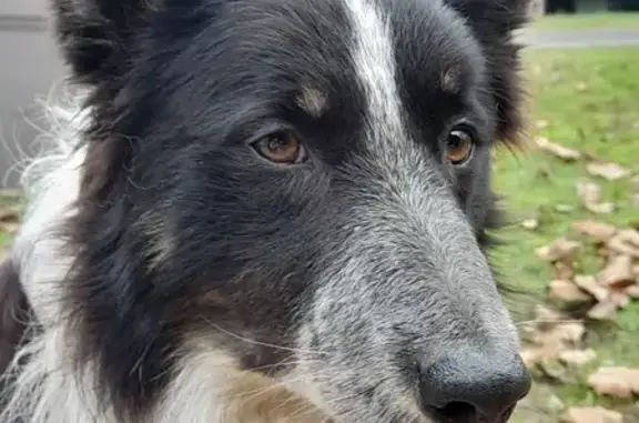 Chien trouvé Mimizan, photo: Chien trouvé Garçon, Mimizan (ff492962)