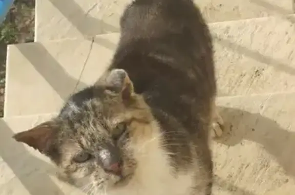 Chat trouvé Garçon (ff492963) - photo