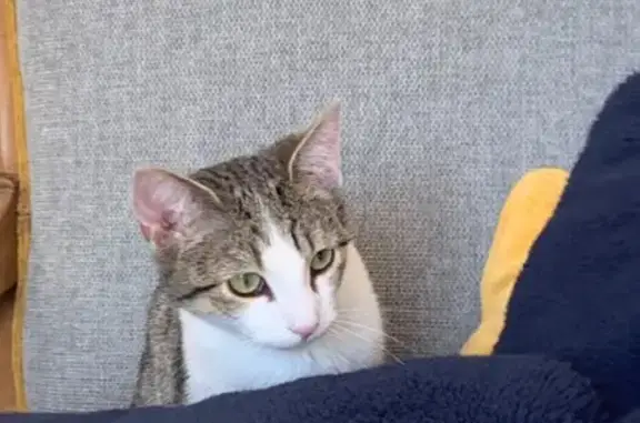 Animaux perdus Talence, photo: Chat disparu Fille, Talence (fl492964)