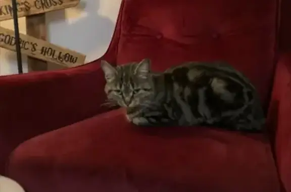 Chat trouvé Fille, Angers (ff492966) - photo