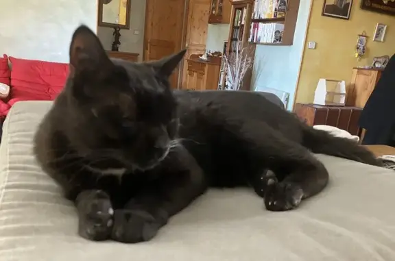 Animaux perdus , photo: Chat disparu (fl492967)