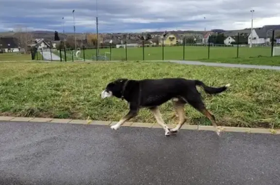 Chien trouvé Garçon (ff492968) - photo