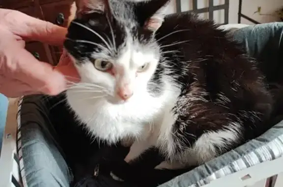 Chat trouvé Fille (ff492969) - photo