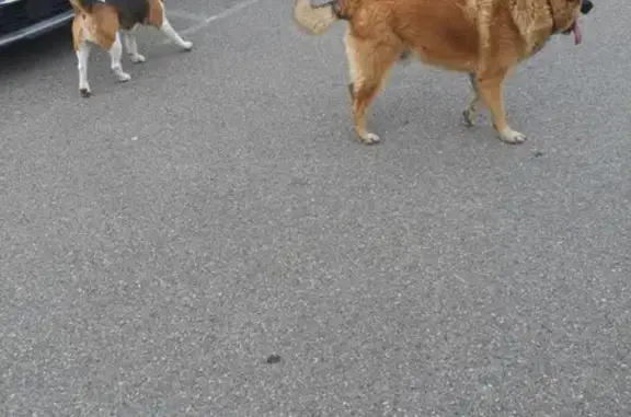 Chien trouvé Garçon, Marignane (ff492979) - photo