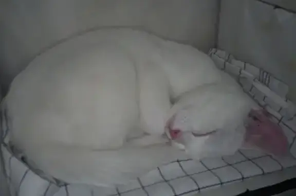 Animaux trouvés , photo: Chat trouvé Garçon (ff492982)