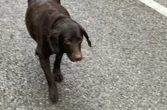 Chien trouvé Garçon (ff492989) - photo