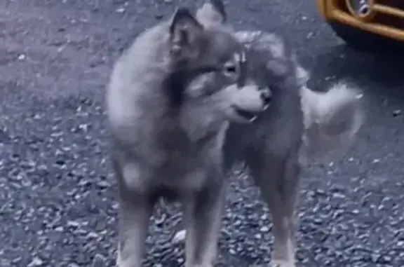 Chien trouvé Fille (ff492991) - photo