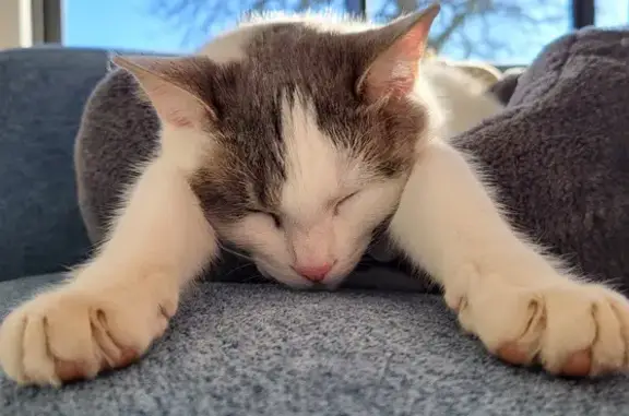 Chat perdu, , photo: Chat disparu Fille (fl492992)