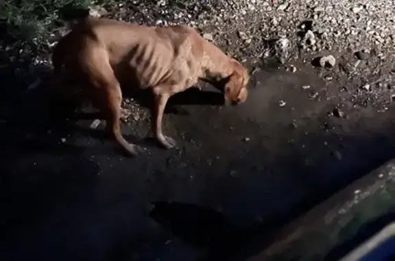 Chien trouvé Garçon, Daix (ff492997) - photo
