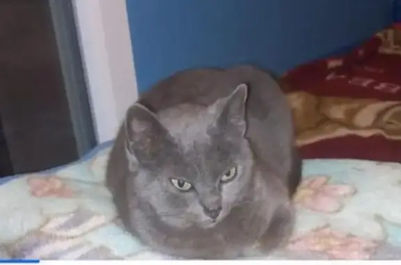 Chat trouvé, Saint-Gilles (ff492999) - photo