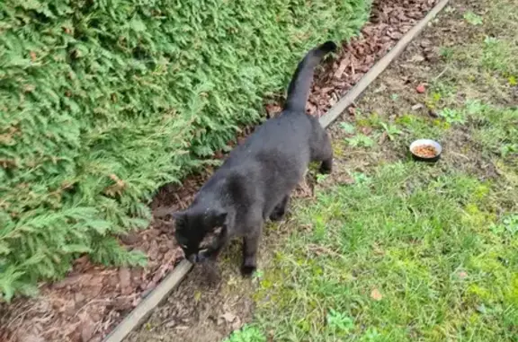 Chat trouvé Garçon (ff492998) - photo