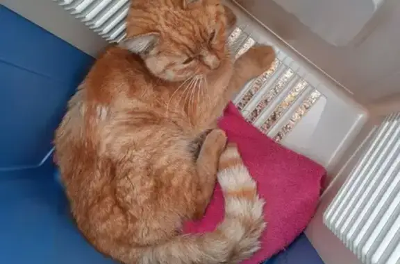 Chat trouvé Garçon, Ceyzériat (ff493002) - photo